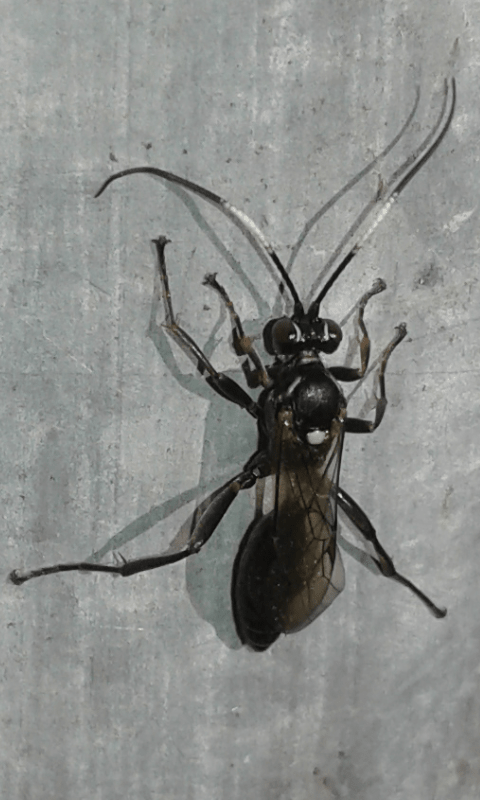 Ichneumonidae da ID